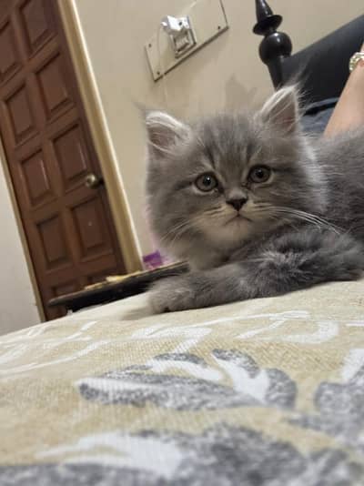 Grey Female Double Coat Persian Kitten