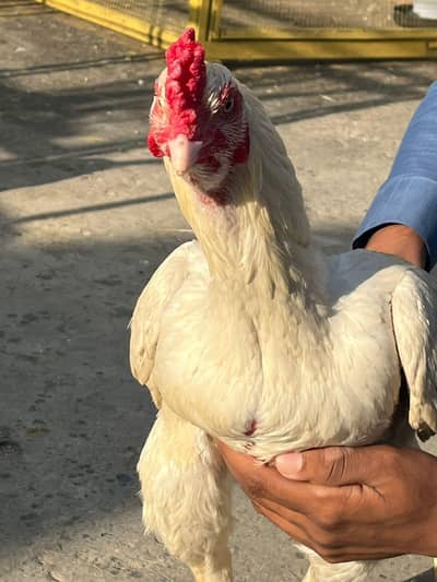 exchange possible with every thing