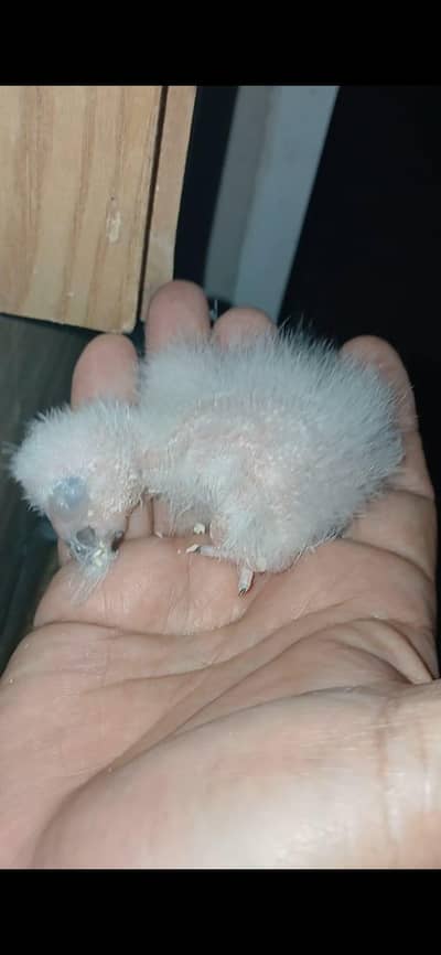 African grey chicks