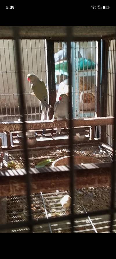 sab breeder piar hai ringneak