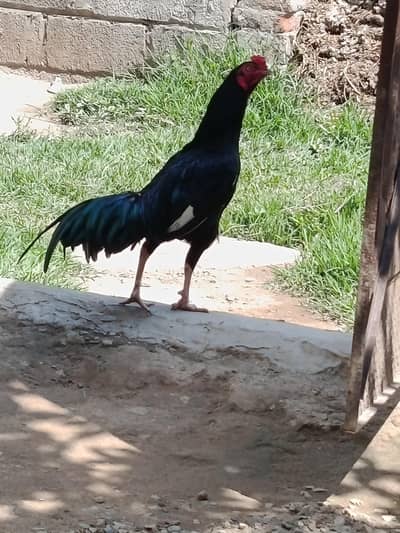 Just pair hay ek mail or ek femail