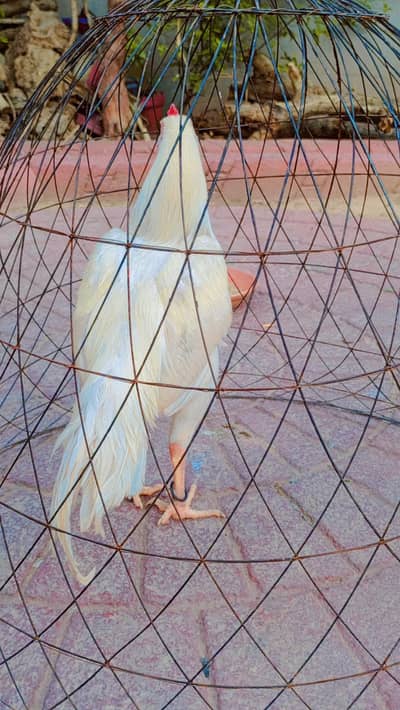 1MALE 2 FEMALE 2 CHIKS PAPER WHITE PURE QUALITY