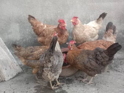 Egg lying Golden misri