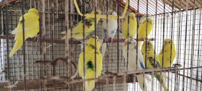 urgent sale budgies