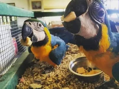 blue macaw parrot chicks for sale (03212998267)