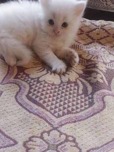 pairsian helthy and active male female kitten for sale
