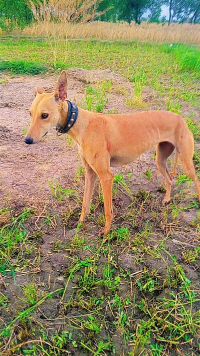 sell a female dog look like Italian bread