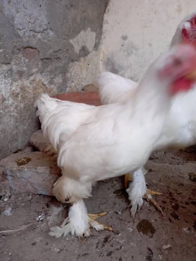 exchange with female and Sale