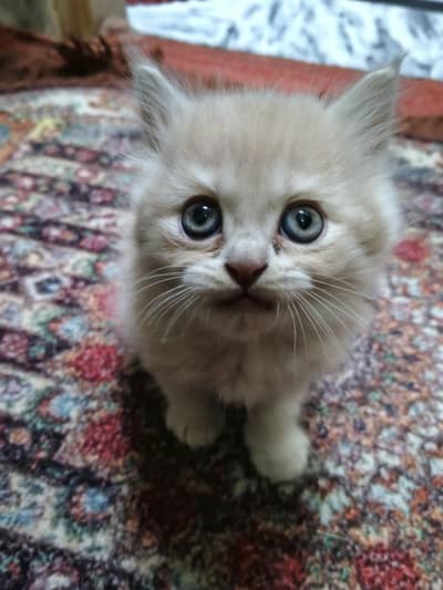 pair of Persian kittens for sale