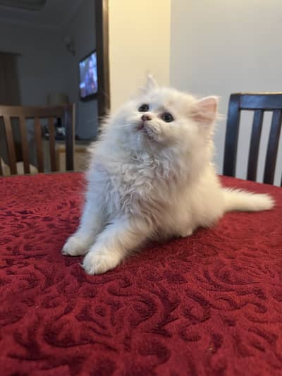 White Persian Kitten Triple Coated | 2M old | Healthy & Playful | LHR