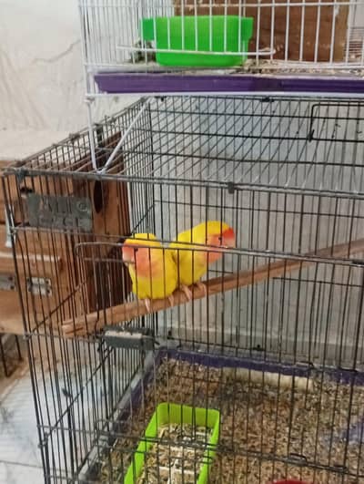 Love Birds