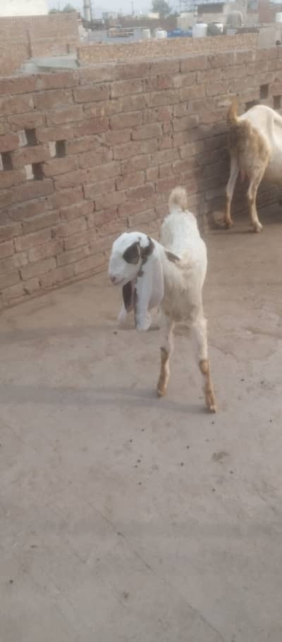 4 month age choti lali ki