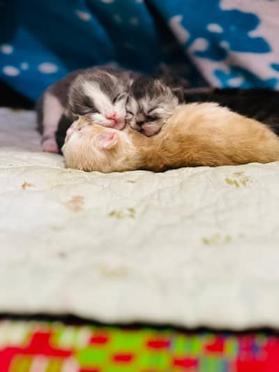 Persian Long Coat Kittens in different colors and gender.