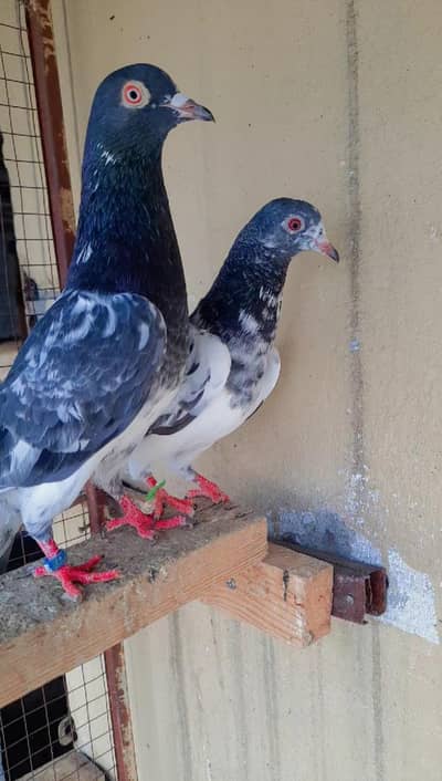 Dub Wala Breeder pair