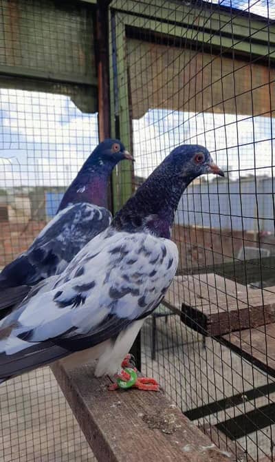 Dub Wala Breeder pair