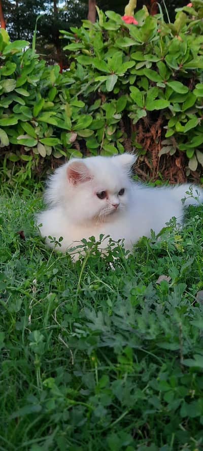 white male Persian