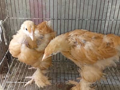 Golden Buff pair For sale