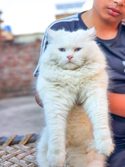 Blue eyes, Doll face, Triple coat, Well trained