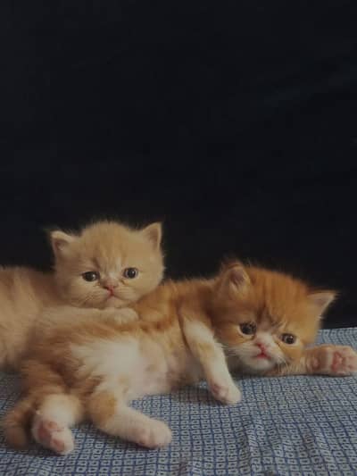 Persian kittens |Triple Coated |high quality| extreme punch face|
