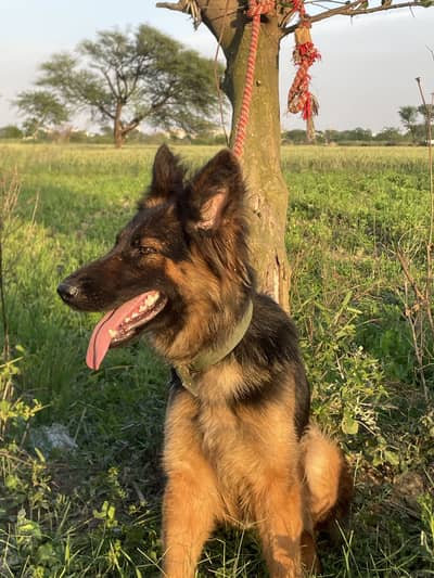 German shepherd breeder female available