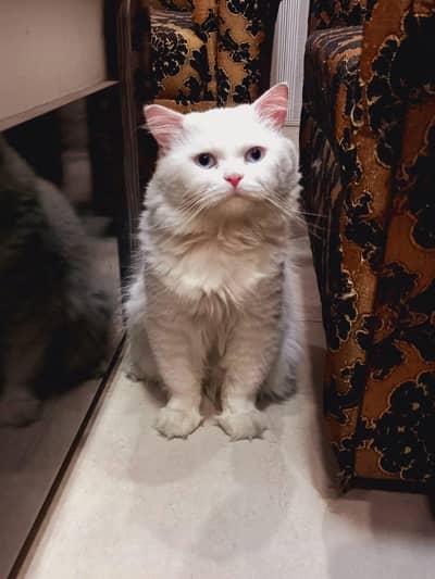 persian cat for sale
