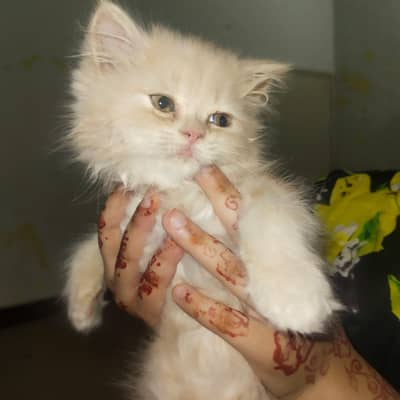 4 baby's cats Persian 1 male 3 females h