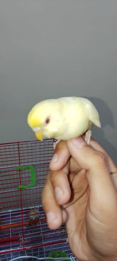 handtame budgie