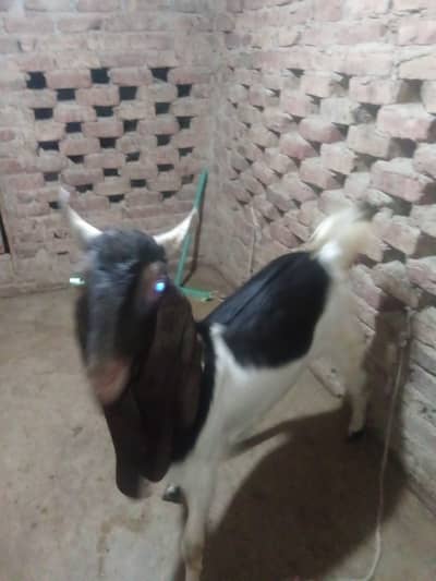 2 daant bakry for sale