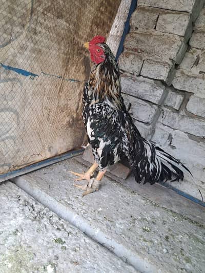 selling aseel lasani and aseel heera