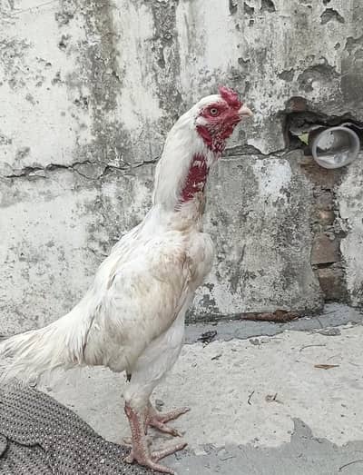 selling aseel lasani and aseel heera