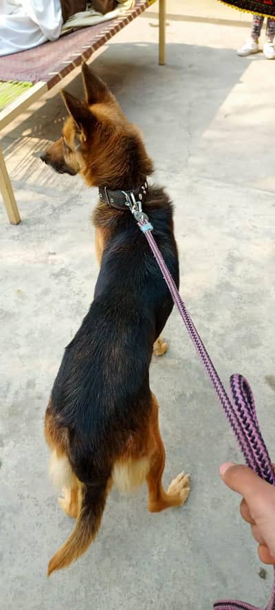 alsheeshan German shepherd dog