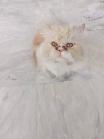 Pure punch face Persian Kitten