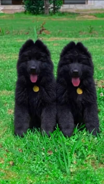 German shepherd puppies for sale / puppy / GSD pup / german shepherd