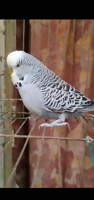 exhibition male Wtp 03204847881