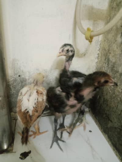 imported pure Thai plus burmi aseel 3 chicks available in best price