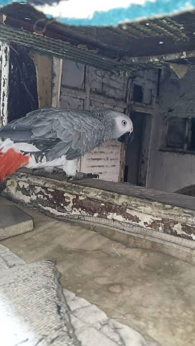 African grey tamed piece (0336-5267168)