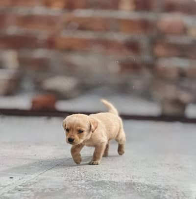 pure British labrador female