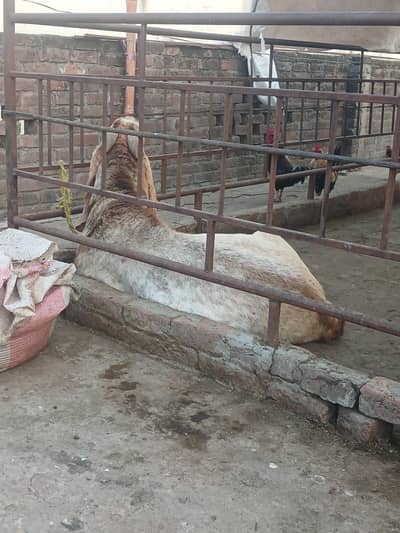 makhi cheena breeder