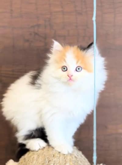 Persian cat triple quote vaccinated WhatsApp number 0336=630=7058