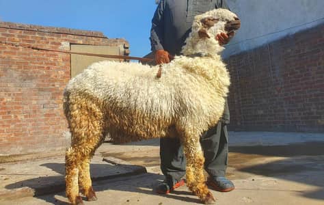 donda dessi Mundra dessi khurak k sat Pala Howa hai