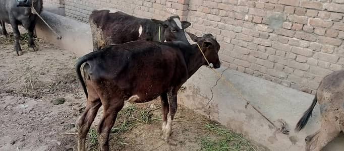 two bulls for sale