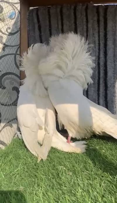 Pure White Jacobin pair