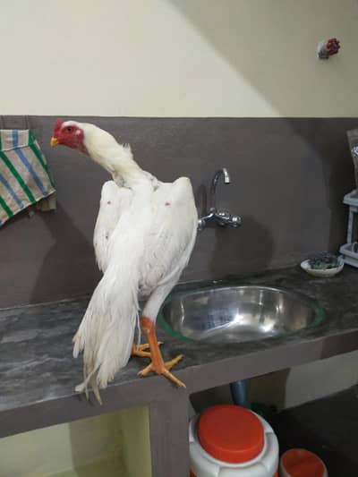 king size o shamo patha