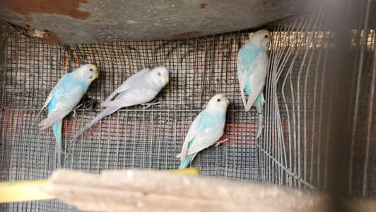 Birds available for sale