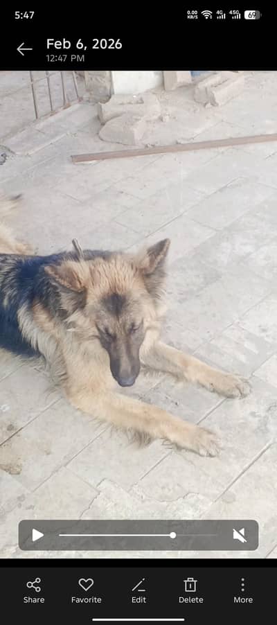 German shepherd dogs for sell