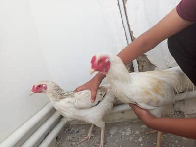 aseel murga and murgi pair