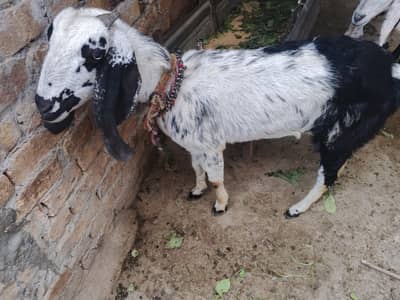 Desi Goat with Male baby