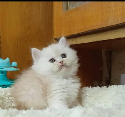 Persian kittens /triple coat/male/female kittens available