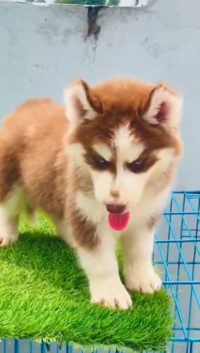 Siberian Husky Fore sale my WhatsApp number 0348–49–64–775