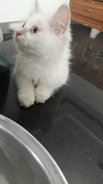 female Persian cat. . . . vaccinated